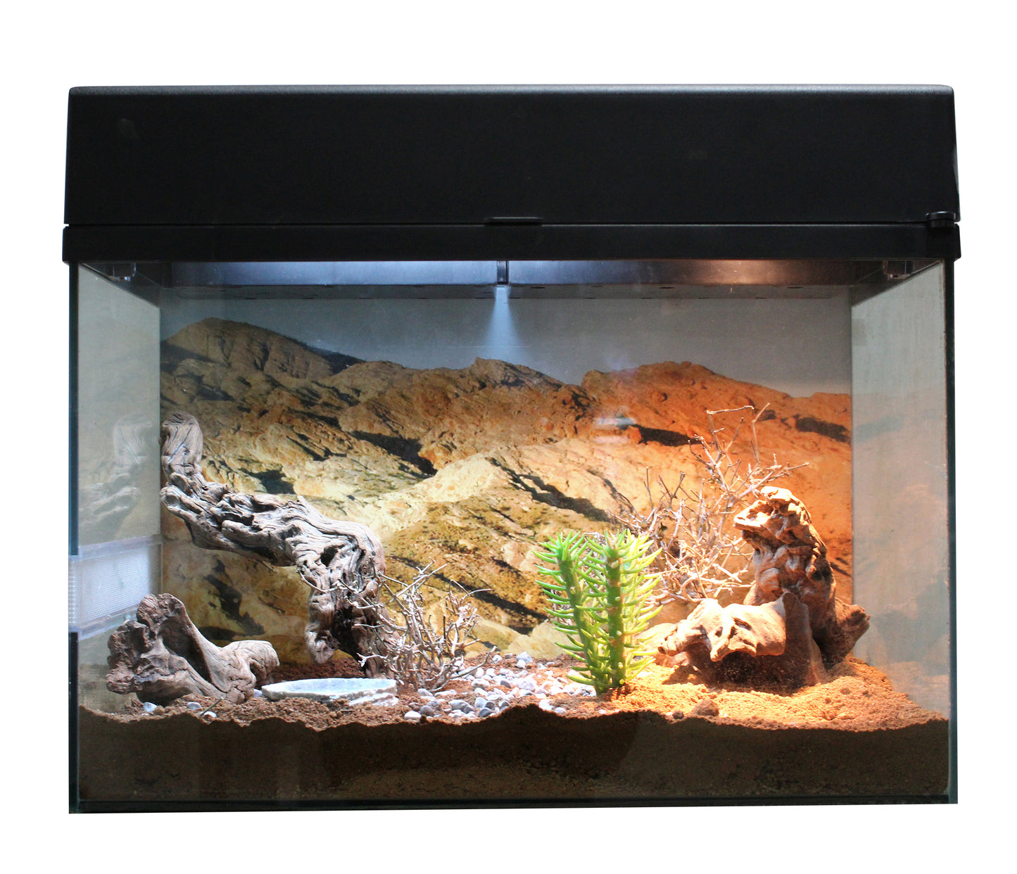 Starter Kit "Desert Gecko" - Chat - FutéStarter Kit "Desert Gecko"Lucky Reptile