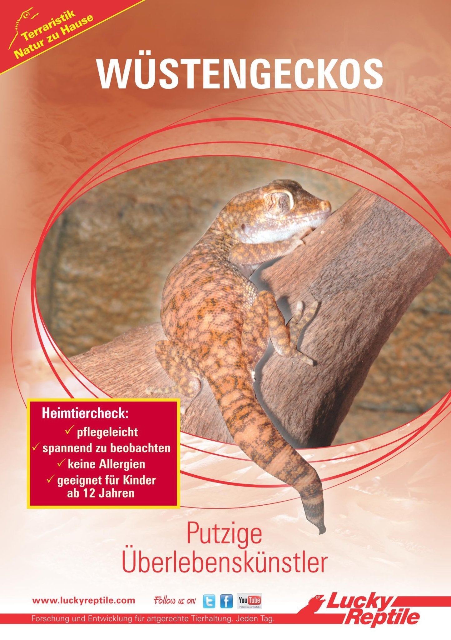 Starter Kit "Desert Gecko" - Chat - FutéStarter Kit "Desert Gecko"Lucky Reptile