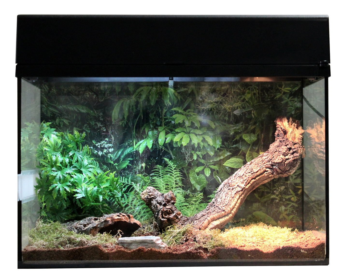 Starter Kit "Tarentule/Scorpion" - Chat - FutéStarter Kit "Tarentule/Scorpion"Lucky Reptile