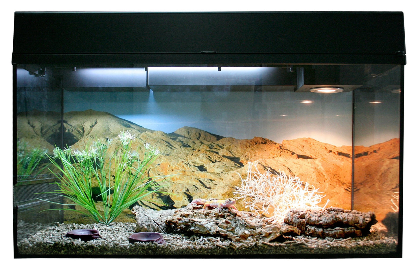 Starter Kit "Leopard Gecko" - Chat - FutéStarter Kit "Leopard Gecko"Lucky Reptile