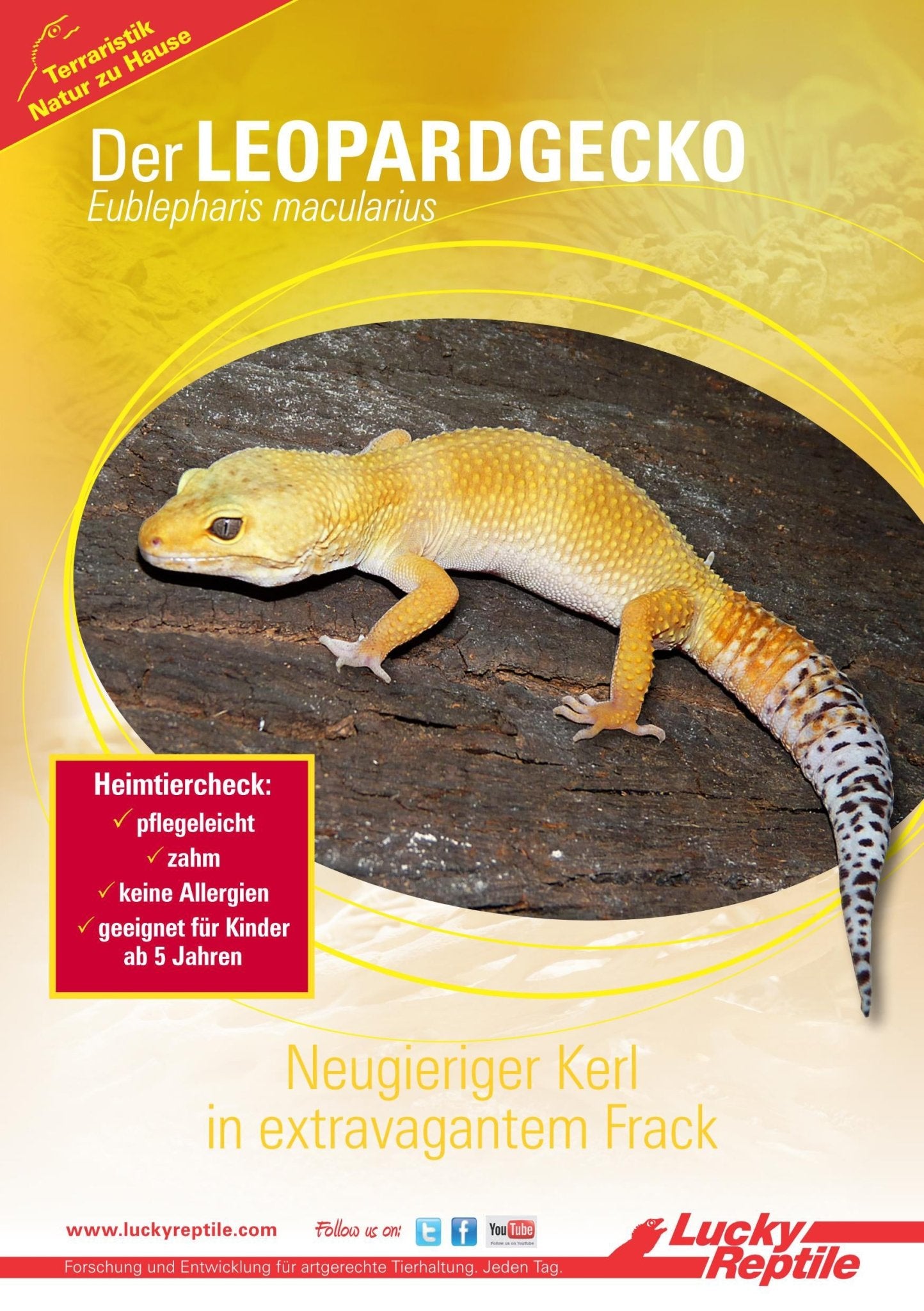 Starter Kit "Leopard Gecko" - Chat - FutéStarter Kit "Leopard Gecko"Lucky Reptile