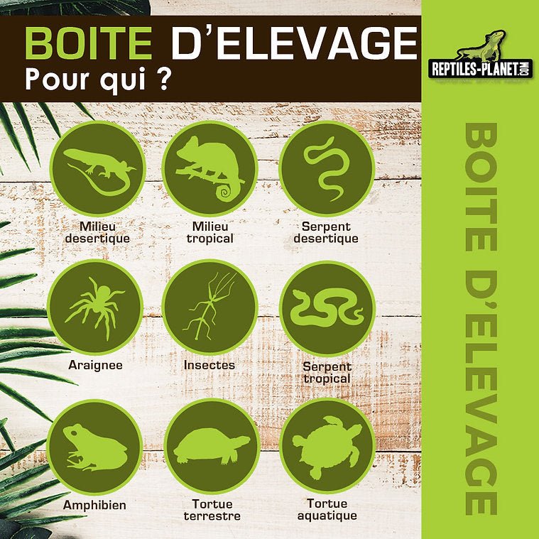 Boîtes d'Élevage - Taille XS, S, M, L - Chat - FutéBoîtes d'Élevage - Taille XS, S, M, LTerrariumReptile Planet
