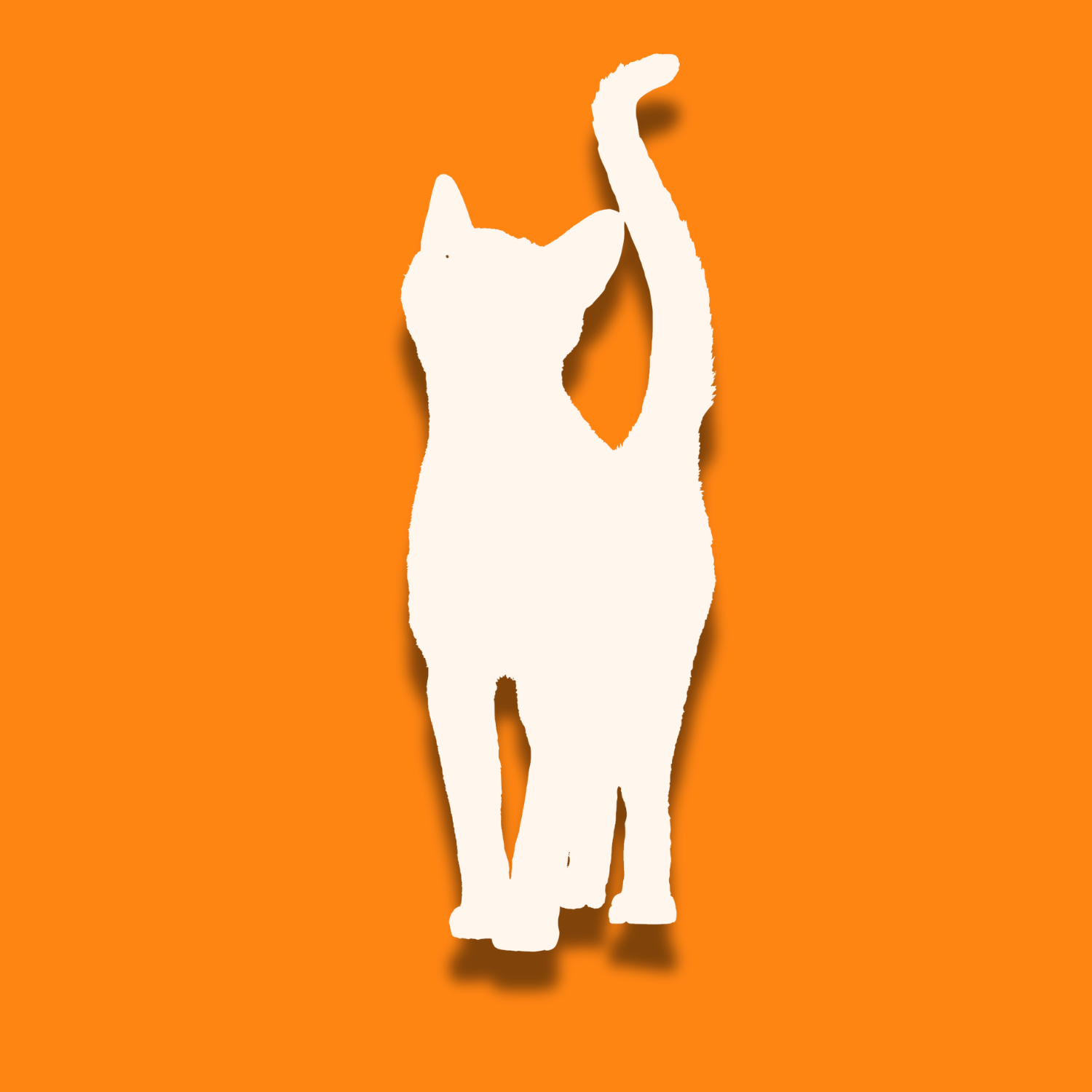 Chat Futé - Chat-Futé