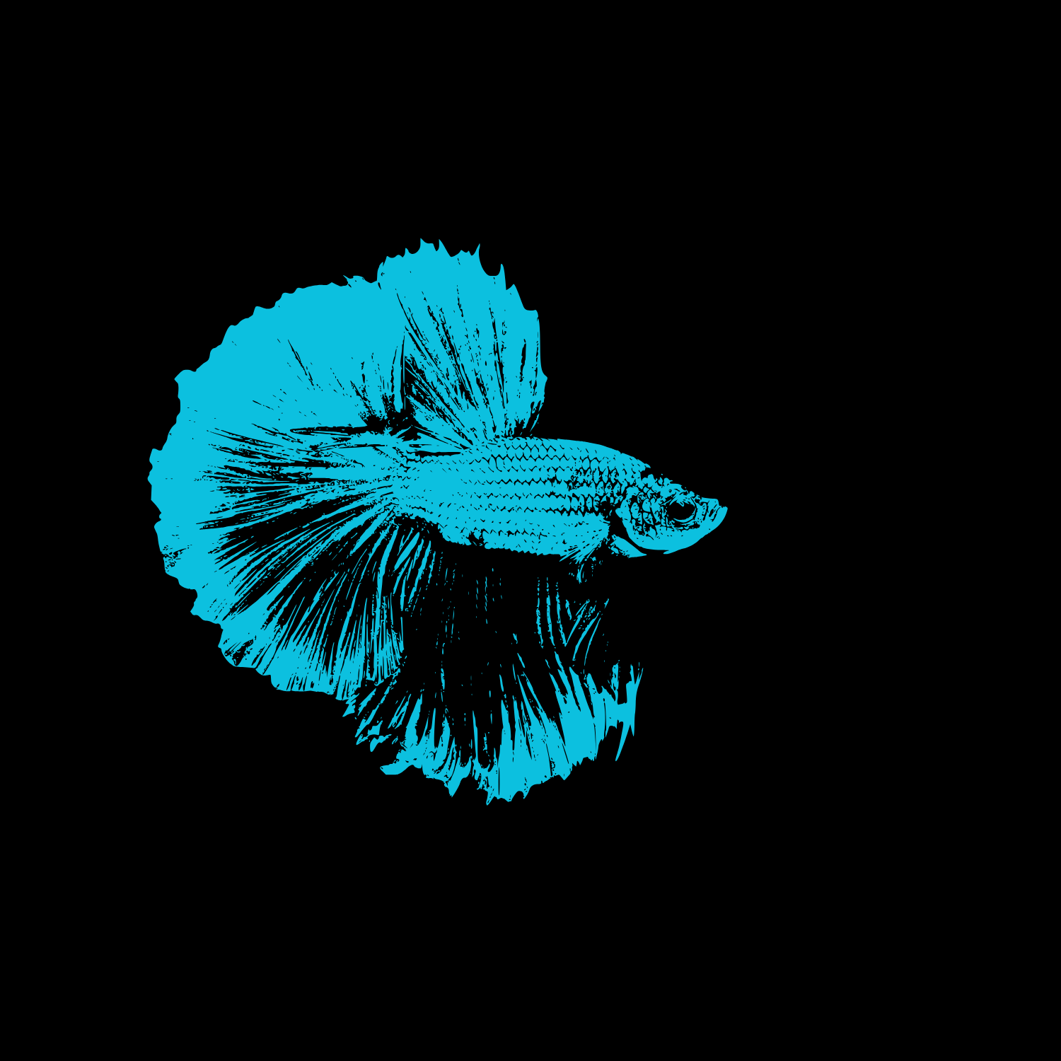 Aqua Futé - Chat-Futé