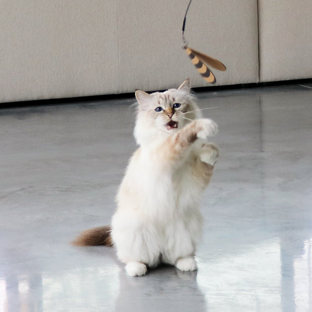 CONNOR - Canne à pêche télescopique - 3 proies Crème/noir - Chat - FutéCONNOR - Canne à pêche télescopique - 3 proies Crème/noirD&D Home