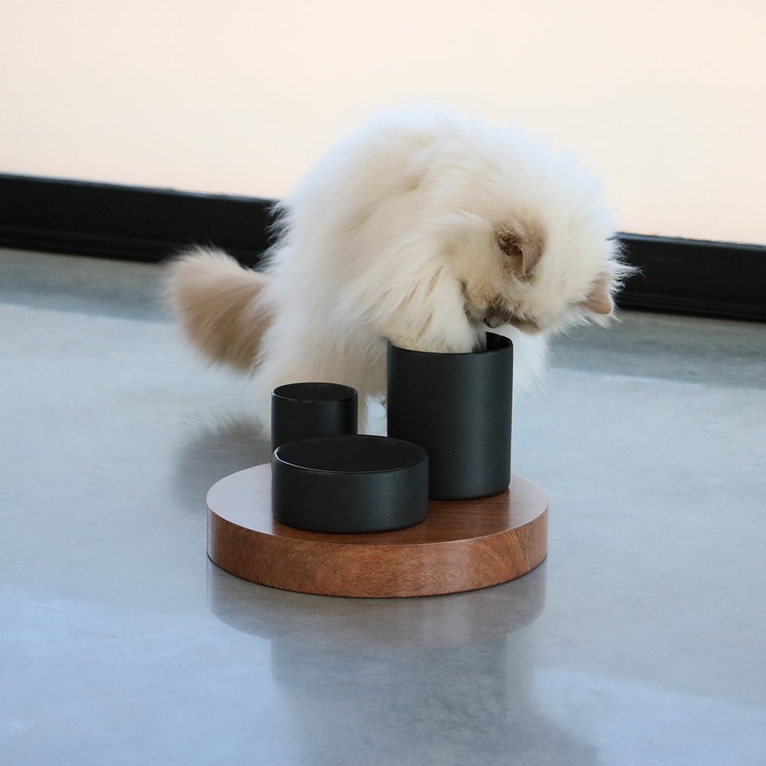 IGGY — Plateau d’enrichissement à 3 hauteurs Noir - Chat - FutéIGGY — Plateau d’enrichissement à 3 hauteurs NoirD&D Home