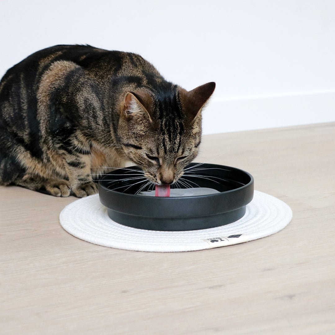 ACE — bol à eau Noir - Chat - FutéACE — bol à eau NoirD&D Home