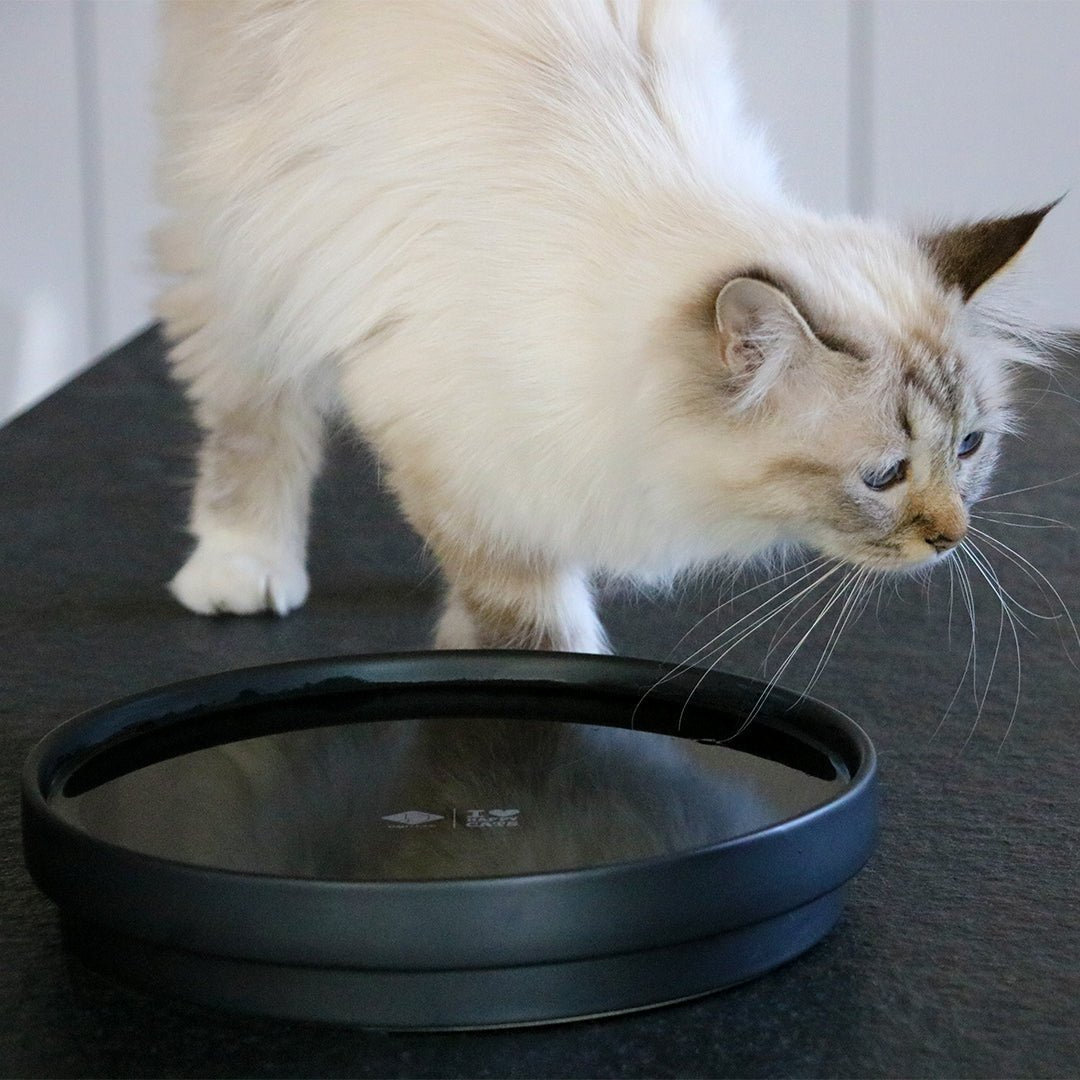 ACE — bol à eau Noir - Chat - FutéACE — bol à eau NoirD&D Home