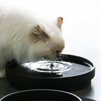 ACE — bol à eau Noir - Chat - FutéACE — bol à eau NoirD&D Home