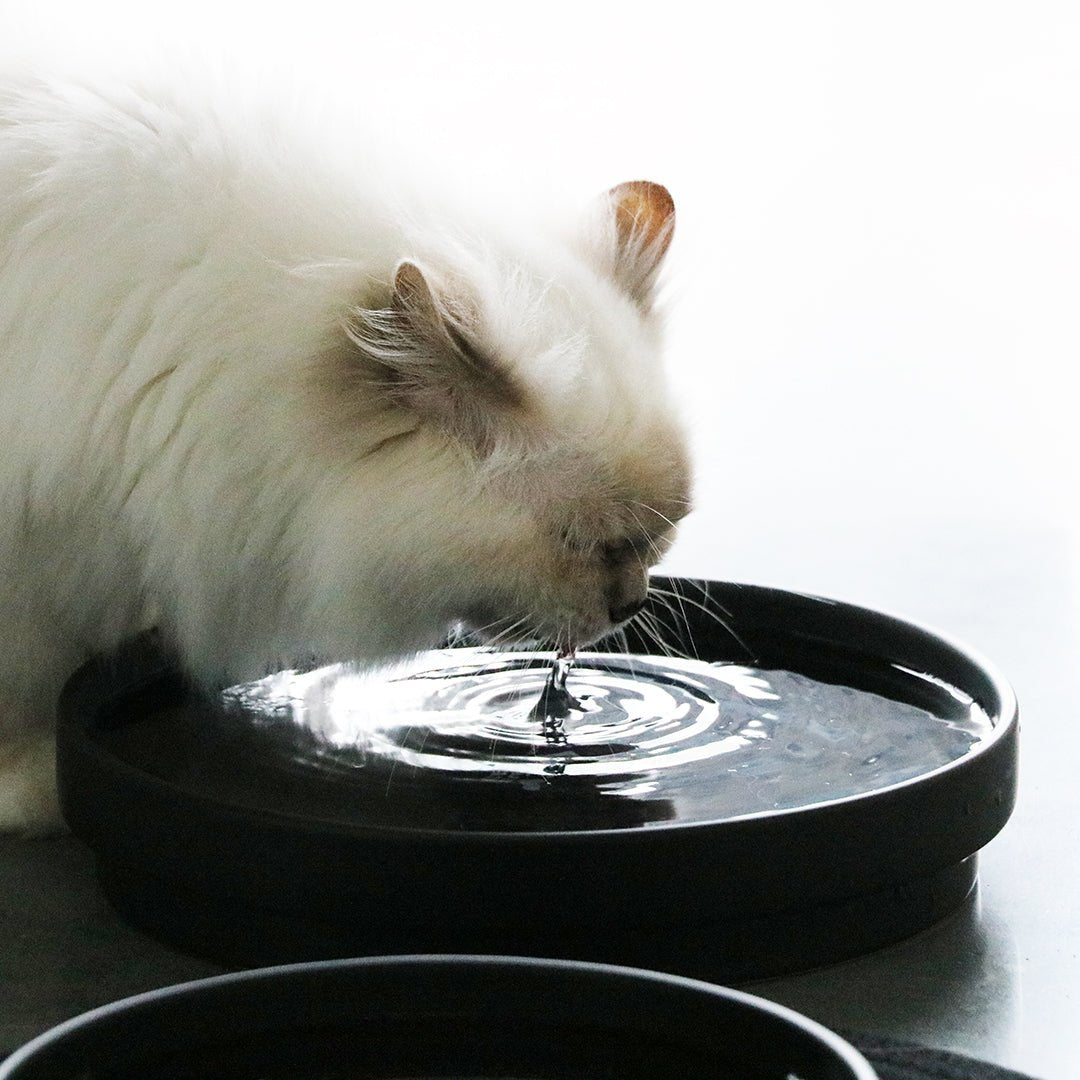ACE — bol à eau Noir - Chat - FutéACE — bol à eau NoirD&D Home