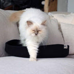 JESS — Panier pour chat - Chat - FutéJESS — Panier pour chatD&D Home