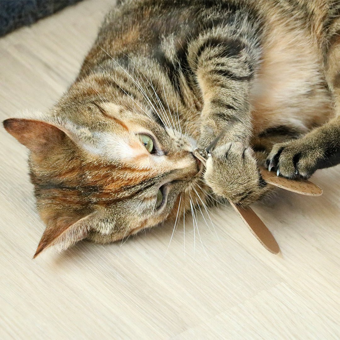 CONNOR - Canne à pêche télescopique - 3 proies Crème/noir - Chat - FutéCONNOR - Canne à pêche télescopique - 3 proies Crème/noirD&D Home