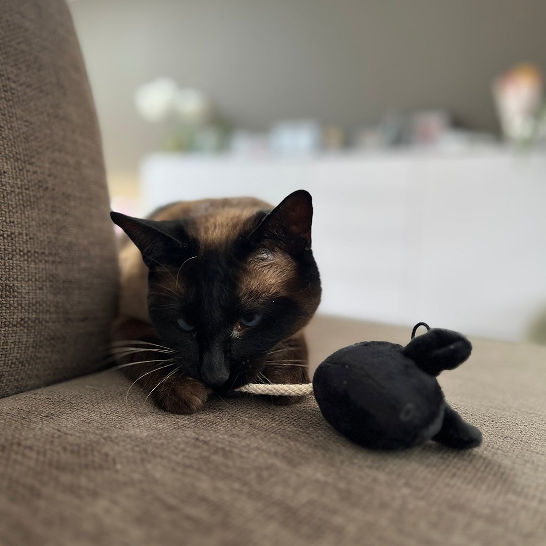 MOOSY – Jouet en forme de souris Multicolore - Chat - FutéMOOSY – Jouet en forme de souris MulticoloreD&D Home