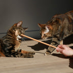 LOU — Socialisateur Couleur bois - Chat - FutéLOU — Socialisateur Couleur boisD&D Home