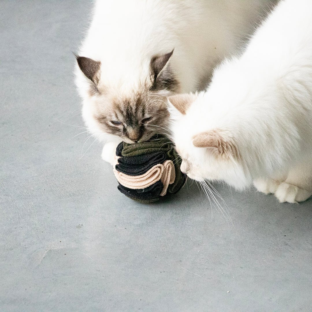 SIMON - balle à friandise Multicolore - Chat - FutéSIMON - balle à friandise MulticoloreD&D Home