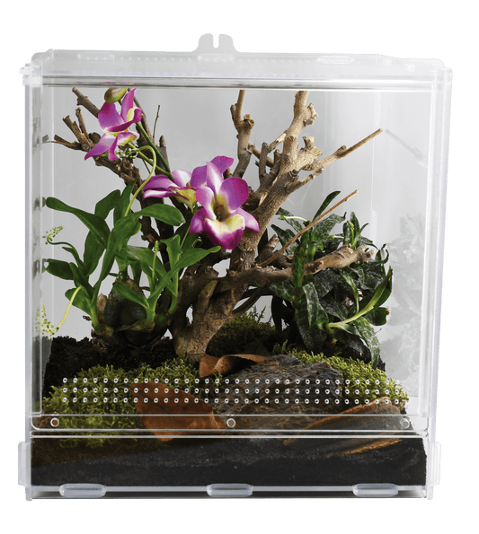 LifeTarrium (lumière non fournis) - Chat - FutéLifeTarrium (lumière non fournis)TerrariumLucky Reptile