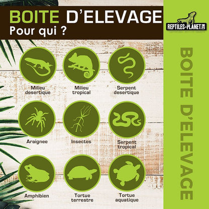 Boîtes d'Élevage - Taille XS, S, M, L - Chat - FutéBoîtes d'Élevage - Taille XS, S, M, LTerrariumReptile Planet